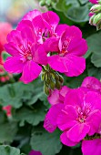 PELARGONIUM CALLIOPE LAVENDER ROSE