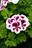 PELARGONIUM CANDY FLOWERS BICOLOR