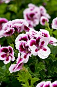 PELARGONIUM CANDY FLOWERS BICOLOR