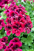 PELARGONIUM CANDY FLOWERS DARK RED