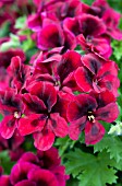 PELARGONIUM CANDY FLOWERS DARK RED