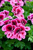 PELARGONIUM CANDY FLOWERS PINK WITH EYE