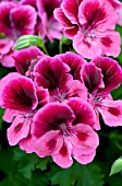 PELARGONIUM CANDY FLOWERS PINK WITH EYE