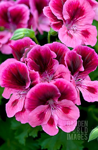 PELARGONIUM_CANDY_FLOWERS_PINK_WITH_EYE