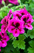 PELARGONIUM CANDY FLOWERS VIOLET