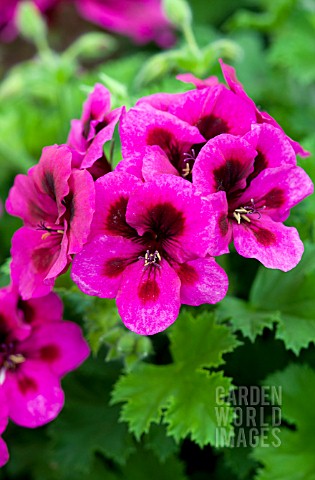 PELARGONIUM_CANDY_FLOWERS_VIOLET