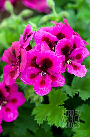 PELARGONIUM_CANDY_FLOWERS_VIOLET