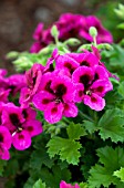 PELARGONIUM CANDY FLOWERS VIOLET