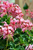 PELARGONIUM CASCADE SOFIE