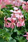 PELARGONIUM CASCADE SOFIE