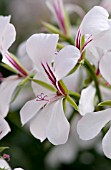 PELARGONIUM CASCADE WHITE