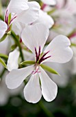 PELARGONIUM CASCADE WHITE