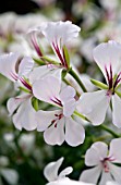 PELARGONIUM CASCADE WHITE