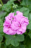 PELARGONIUM CONTESSA LAVENDER