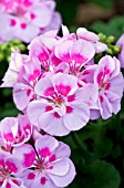 PELARGONIUM ELANOS LILAC WITH EYE