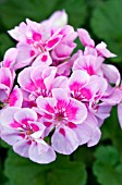 PELARGONIUM ELANOS LILAC WITH EYE