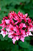 PELARGONIUM FIREWORKS BICOLOR