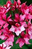 PELARGONIUM FIREWORKS BICOLOR