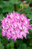 PELARGONIUM FIREWORKS PINK