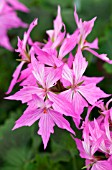 PELARGONIUM FIREWORKS PINK