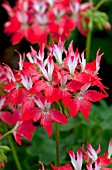 PELARGONIUM FIREWORKS RED WHITE