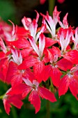 PELARGONIUM FIREWORKS RED WHITE