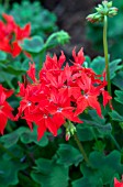 PELARGONIUM FIREWORKS SCARLET