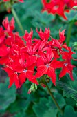 PELARGONIUM FIREWORKS SCARLET