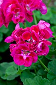 PELARGONIUM FLOWER FAIRY BERRY