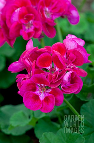 PELARGONIUM_FLOWER_FAIRY_BERRY