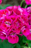 PELARGONIUM FLOWER FAIRY BERRY