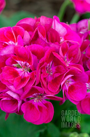 PELARGONIUM_FLOWER_FAIRY_BERRY