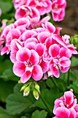 PELARGONIUM FLOWER FAIRY ROSE