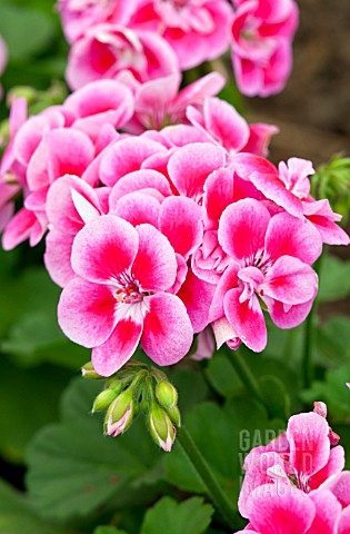 PELARGONIUM_FLOWER_FAIRY_ROSE