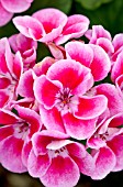 PELARGONIUM FLOWER FAIRY ROSE