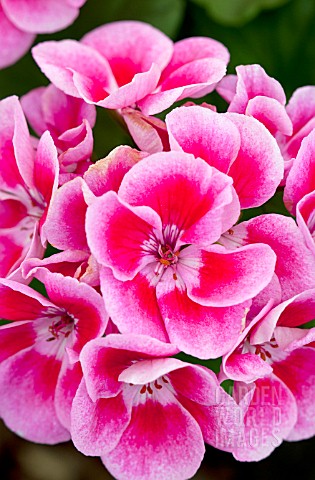 PELARGONIUM_FLOWER_FAIRY_ROSE