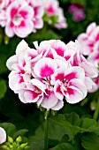 PELARGONIUM FLOWER FAIRY WHITE SPLASH