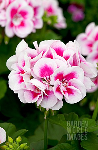 PELARGONIUM_FLOWER_FAIRY_WHITE_SPLASH