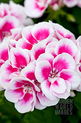 PELARGONIUM_FLOWER_FAIRY_WHITE_SPLASH