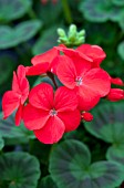 PELARGONIUM MULTIBLOOM SCARLET