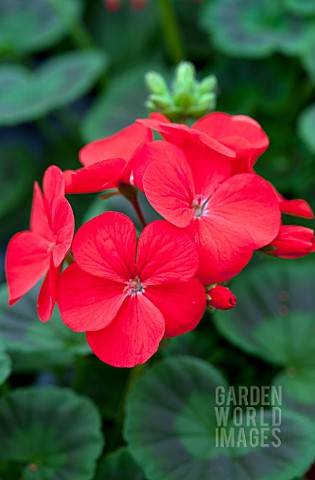 PELARGONIUM_MULTIBLOOM_SCARLET