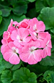 PELARGONIUM PINTO PINK