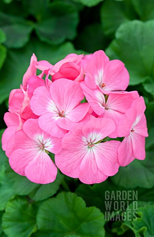 PELARGONIUM_PINTO_PINK