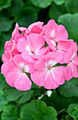 PELARGONIUM PINTO PINK