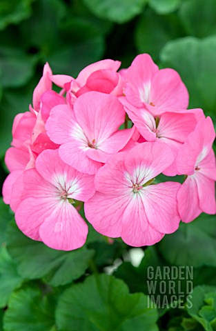 PELARGONIUM_PINTO_PINK