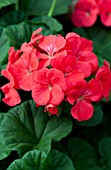 PELARGONIUM PINTO PREMIUM CORAL