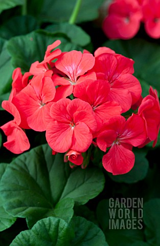 PELARGONIUM_PINTO_PREMIUM_CORAL