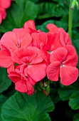 PELARGONIUM PINTO PREMIUM CORAL