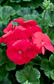 PELARGONIUM PINTO PREMIUM DEEP RED