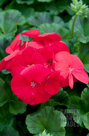 PELARGONIUM_PINTO_PREMIUM_DEEP_RED